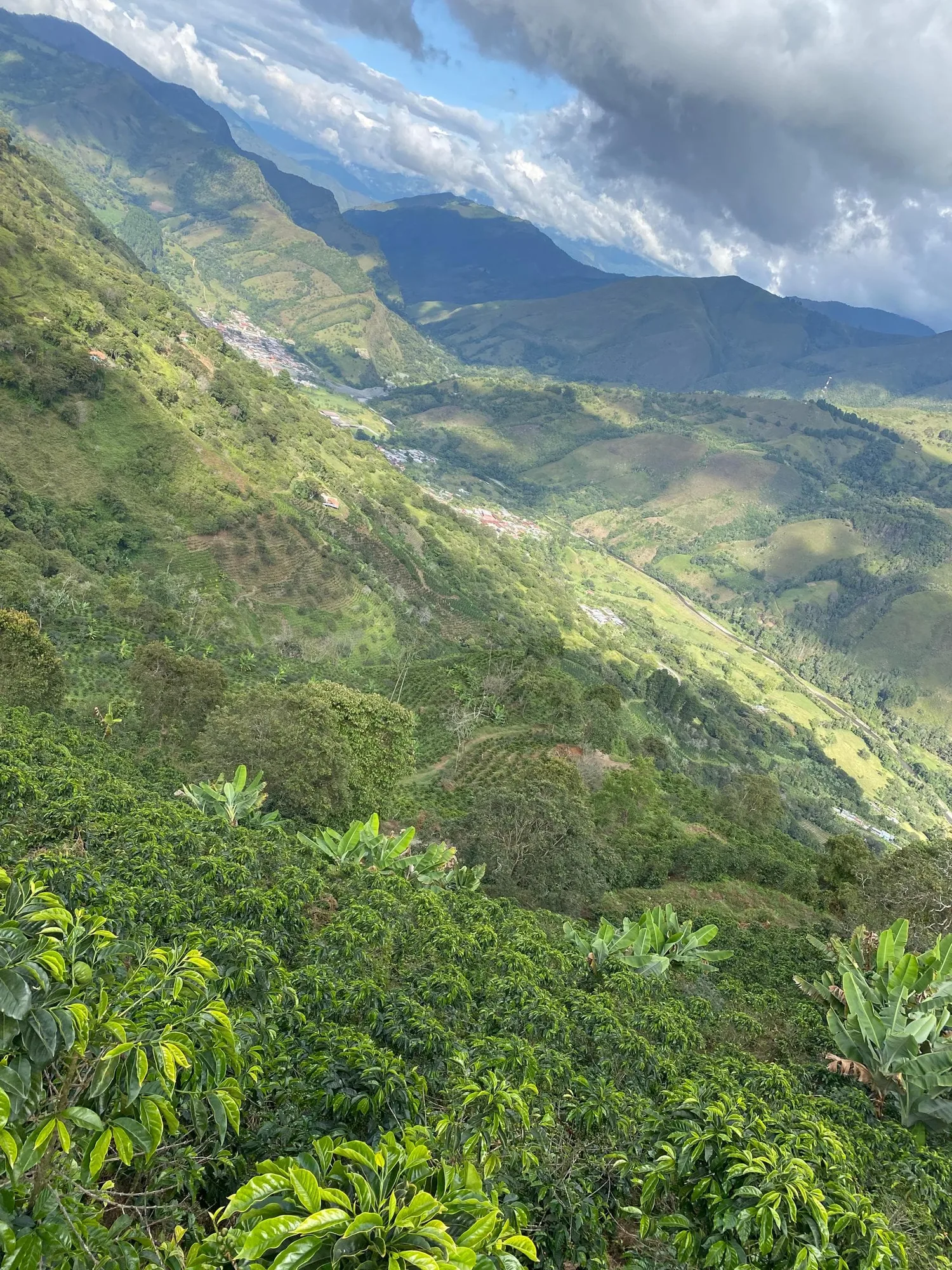 Cafetos y plataneras en primer plano y, abajo, un valle verde con casas a lo largo del río y montañas al fondo