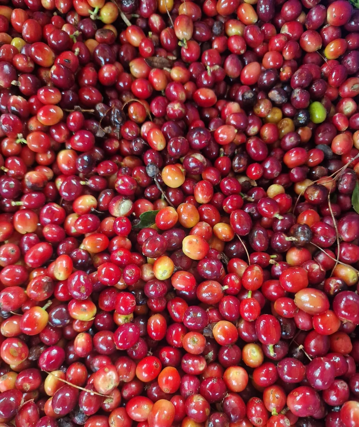 Cereza de café madura, roja y granate, recién recogida en la finca El Halo de Eduardo Gaona (Fundochamba, Quilanga)