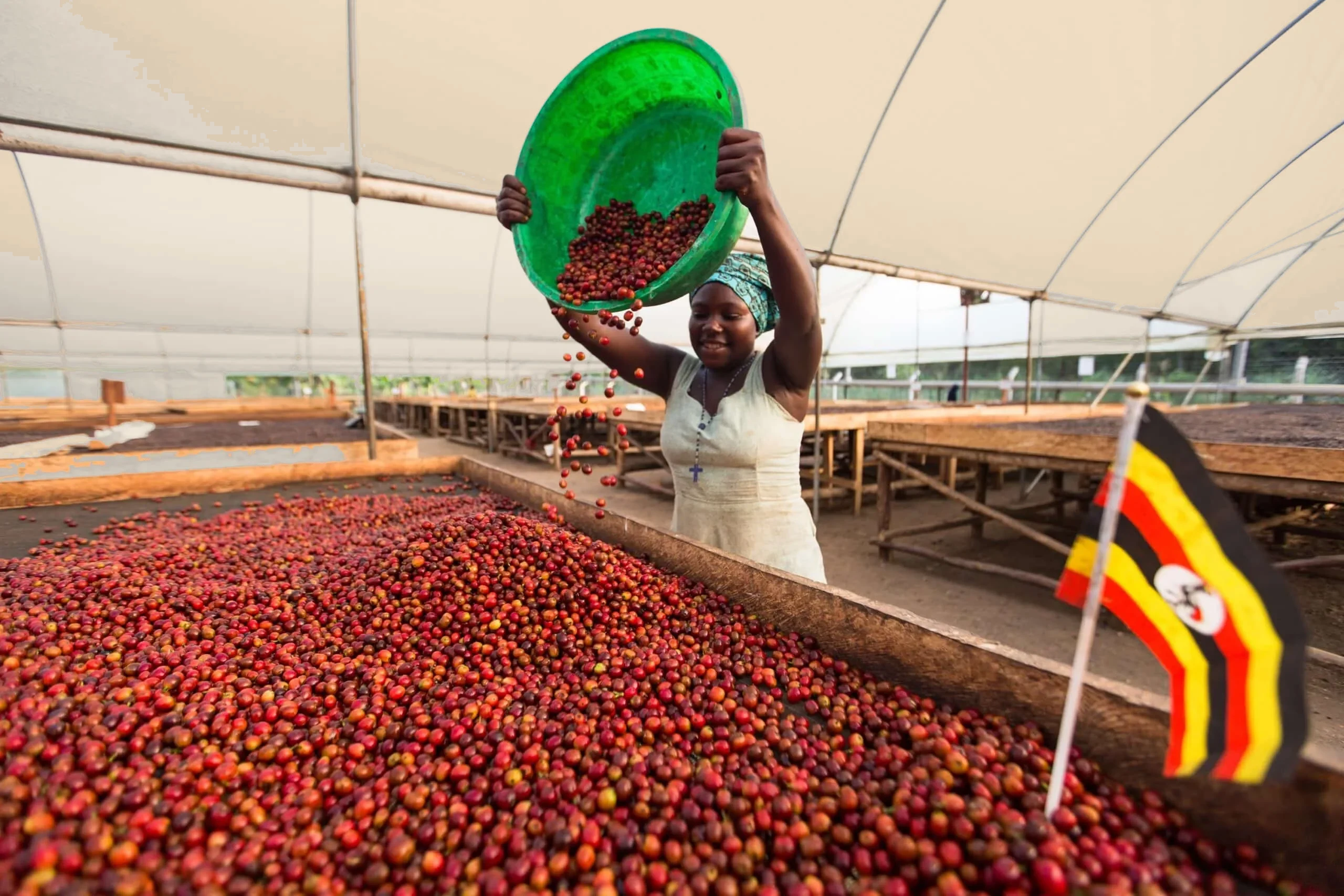 Una trabajadora vuelca un barreño de cerezas de café maduras sobre las camas africanas de secado en Kasese (Uganda), con la bandera del país a un lado