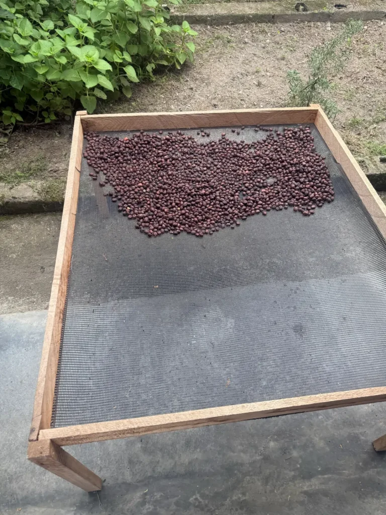 Cerezas de café de color oscuro secándose enteras sobre la malla de una cama de secado elevada de madera, junto a un cafetal, en el municipio Zea, estado Mérida, Venezuela