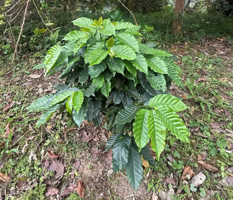 Cafeto joven bajo árboles de sombra, con el suelo cubierto de hojarasca, en la finca La Mesa de Palmarito, en Zea (estado Mérida, Venezuela)