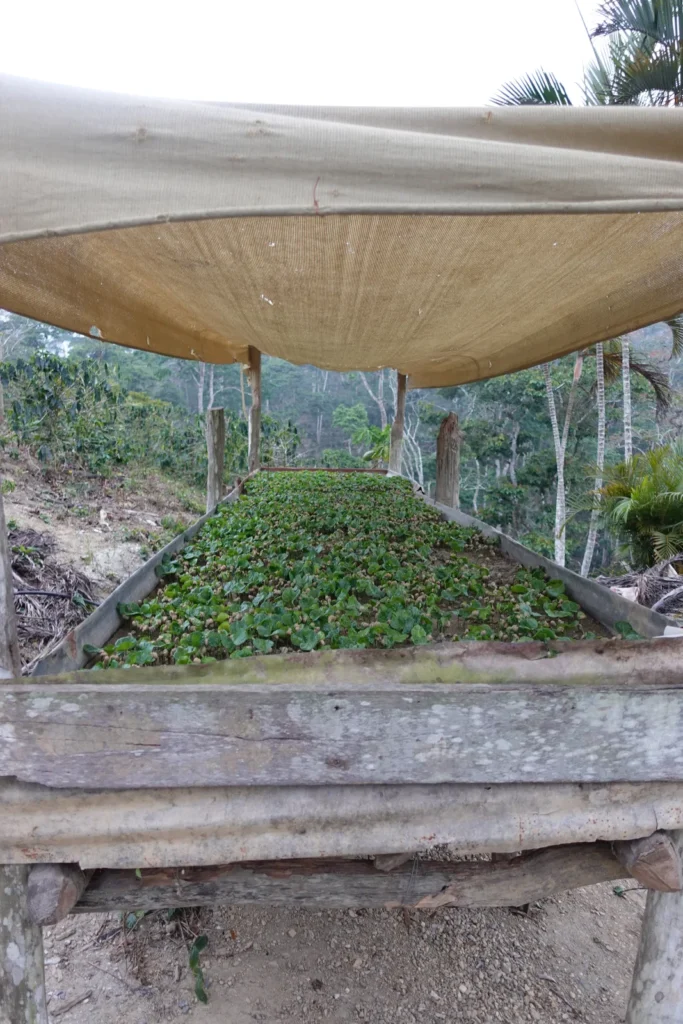 Germinador elevado de madera con chapolas de café bajo una malla de sombra, en un cafetal del estado Lara