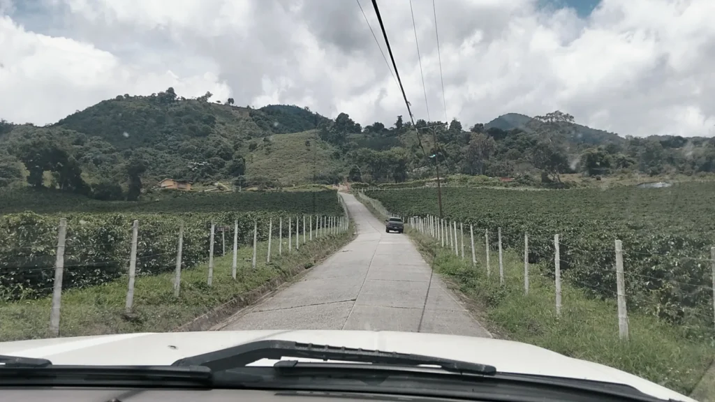 Camino de cemento entre dos cafetales en el municipio Boconó, estado Trujillo