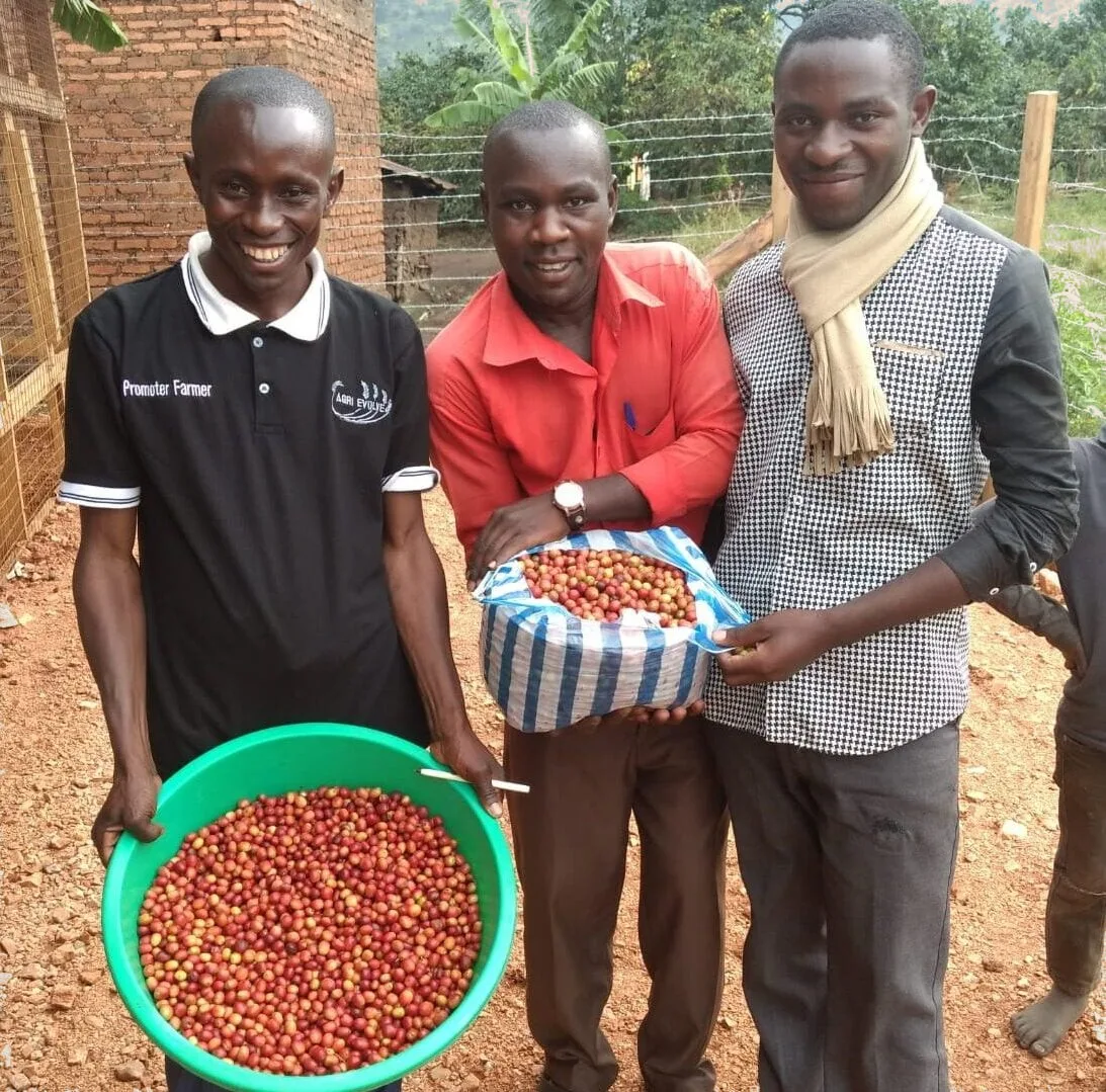 Cerezas de café rojas y maduras recién recogidas en una finca de Kasese, Uganda.