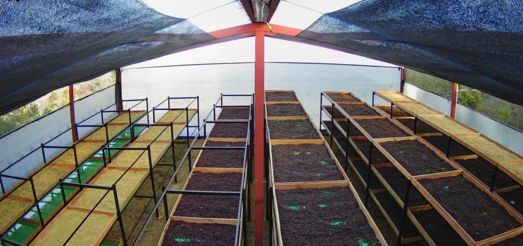 Camas elevadas bajo malla de sombra con la cereza de café secándose entera: el natural de la finca El Halo, en Fundochamba (Quilanga, Loja)