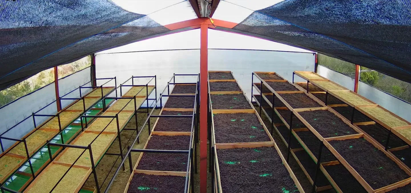 Camas elevadas bajo malla de sombra con la cereza de café secándose entera: el natural de la finca El Halo, en Fundochamba (Quilanga, Loja)