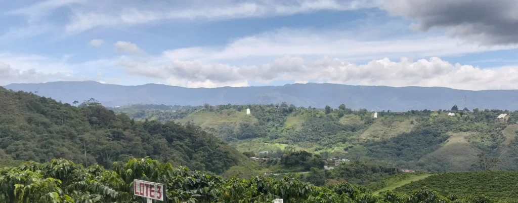 Cafetal en Boconó, estado Trujillo (Venezuela): cafetos en primer plano y, al fondo, el valle y la cordillera de los Andes