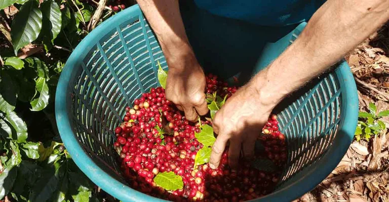 Dos manos escogen cerezas de café maduras dentro de un cesto azul durante la recolección en Costa Rica
