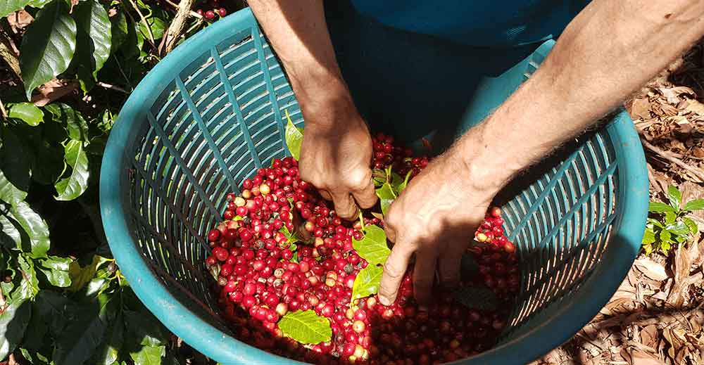 Dos manos escogen cerezas de café maduras dentro de un cesto azul durante la recolección en Costa Rica
