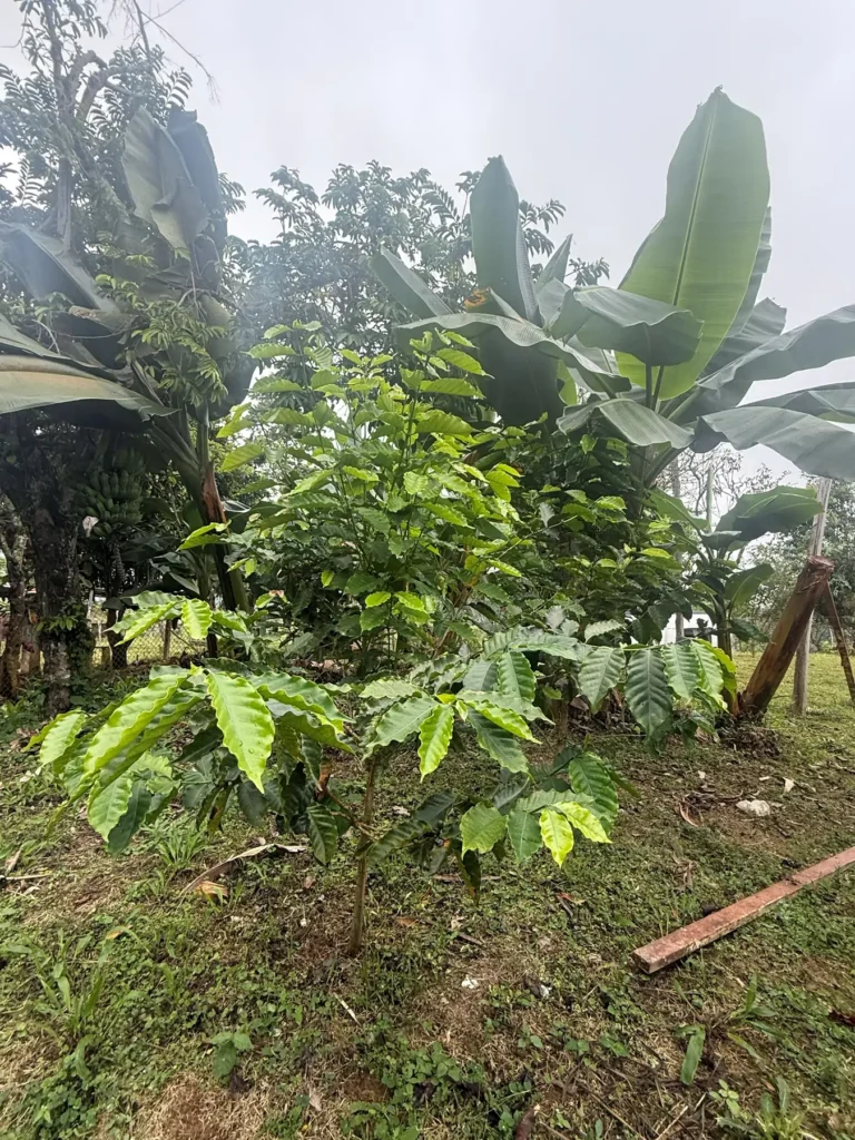 Cafetos jóvenes bajo la sombra de una platanera con un racimo y de otros árboles, en la finca La Mesa de Palmarito, en Zea (estado Mérida, Venezuela)
