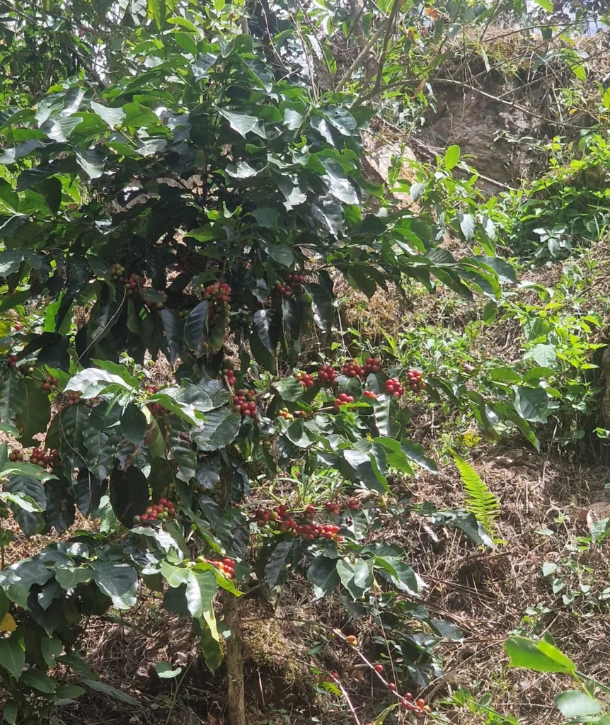 Cafetos cargados de cereza en una ladera de montaña de la provincia de Loja, en Ecuador