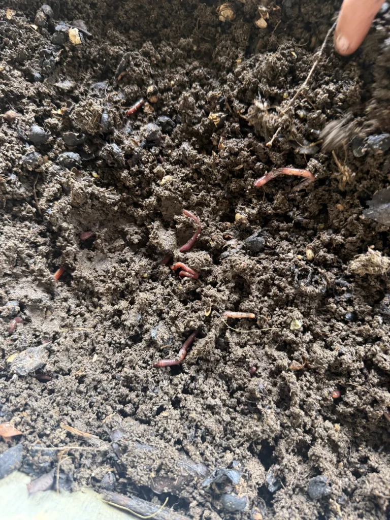 Primer plano de lombrices rojas californianas trabajando el humus formado con pulpa de café en una finca de Zea, estado Mérida