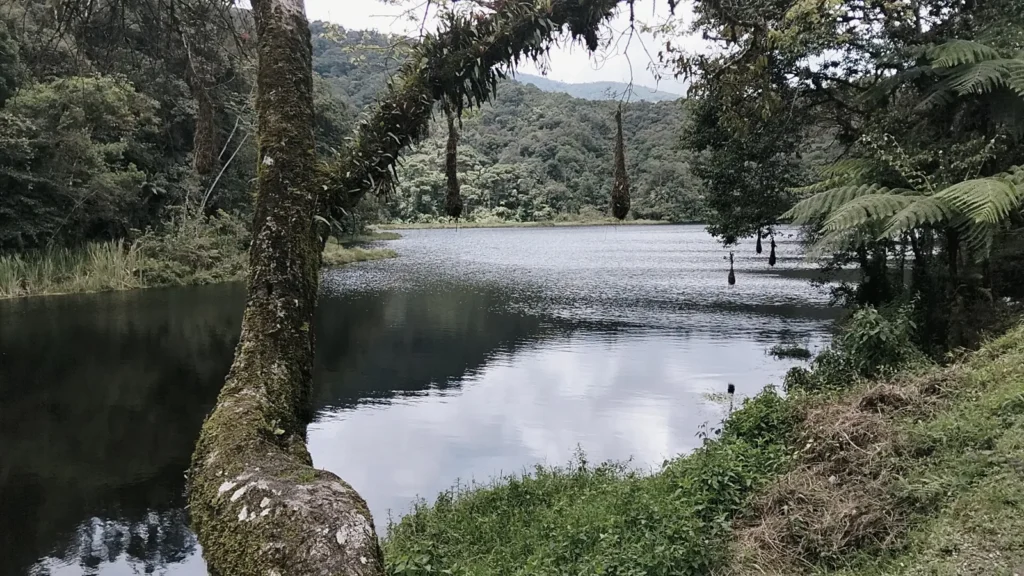 Laguna rodeada de bosque nublado y helechos arbóreos en las montañas del estado Trujillo