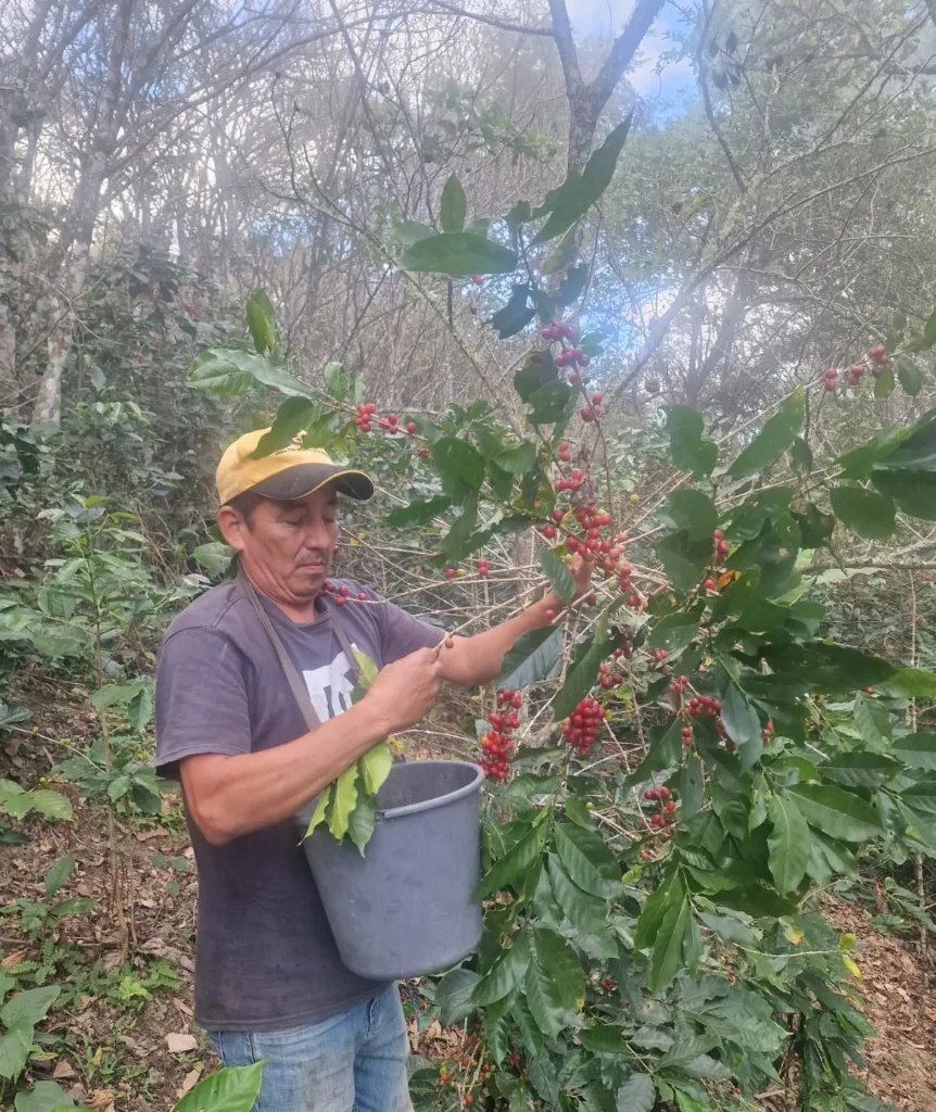 Recolector cogiendo a mano la cereza madura de un cafeto, con un cubo, en la finca El Halo (Fundochamba, Quilanga)