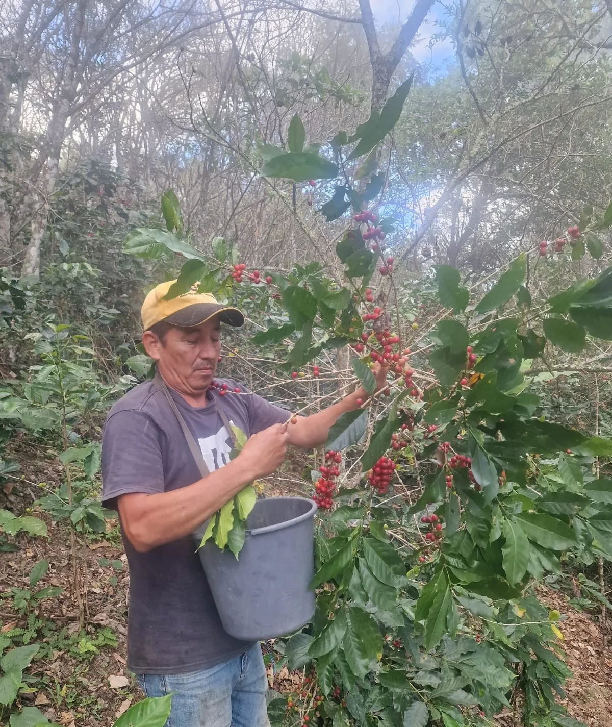 Recolector cogiendo a mano la cereza madura de un cafeto, con un cubo, en la finca El Halo (Fundochamba, Quilanga)