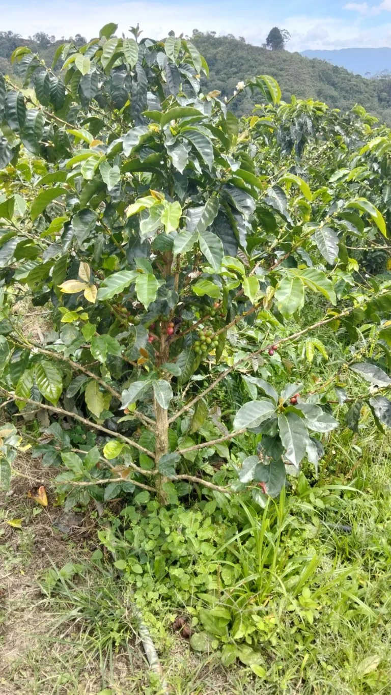 Cafeto cargado de cerezas de café, verdes y maduras, en una finca de Boconó (Trujillo, Venezuela)