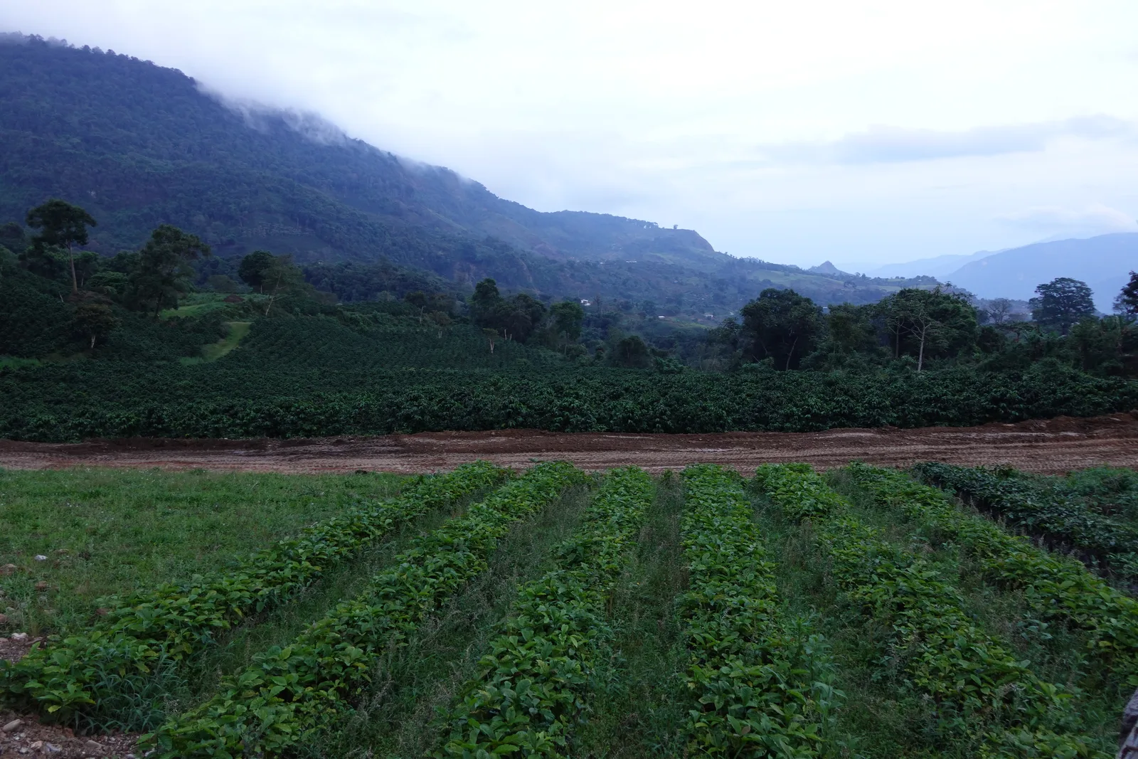 Cafetal en producción en las laderas de Sanare, estado Lara, con la cordillera al fondo