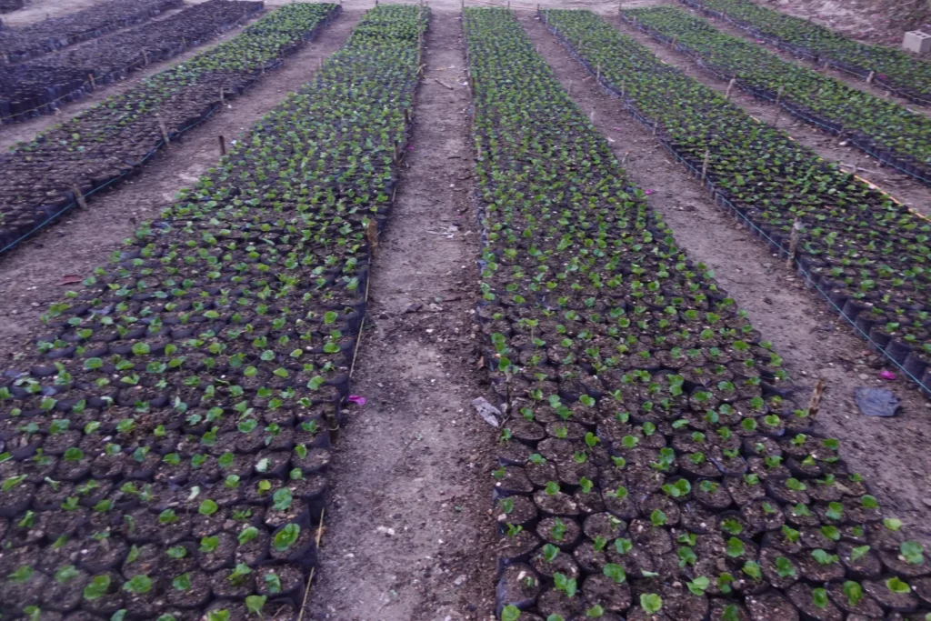 Vivero de café con miles de plantones en bolsa alineados en el suelo, en Duaca, municipio Crespo
