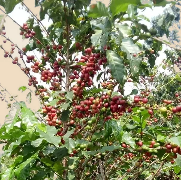 Rama de un cafeto cargada de cerezas en una finca de Kasese, en la región del Rwenzori, Uganda.