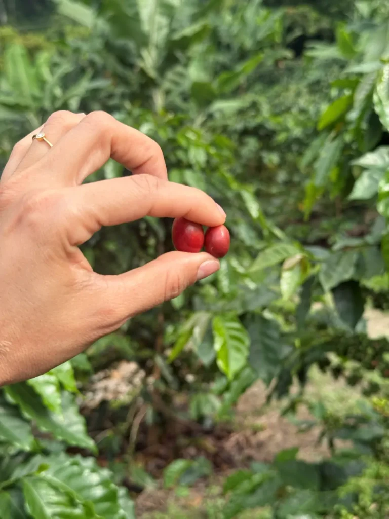 Una mano sostiene dos cerezas de café maduras, de color rojo intenso, entre los dedos, con las hojas de un cafetal desenfocadas detrás, en el municipio Boconó, estado Trujillo, Venezuela