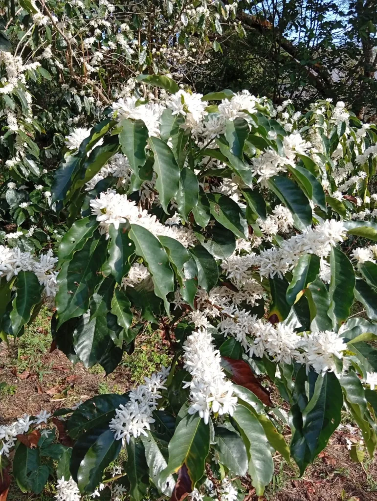 Rama de cafeto cubierta de flores blancas en una finca de la provincia de Loja, en Ecuador