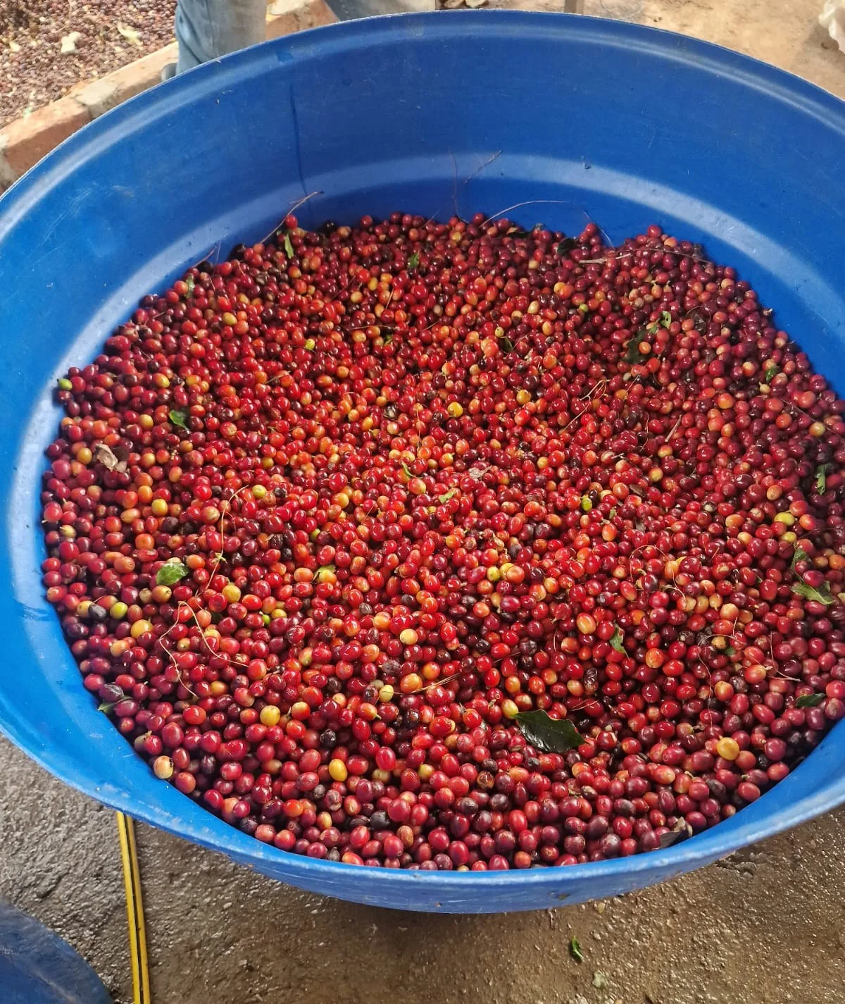 Bidón azul lleno de cereza de café roja recién recogida en Fundochamba (Quilanga, Loja), de la que sale el café de Ecuador Quilanga lavado