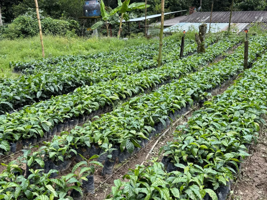 Hileras de plantones de café en bolsas en el vivero de la Hacienda Los Luises, en Guayabital (estado Portuguesa, Venezuela)