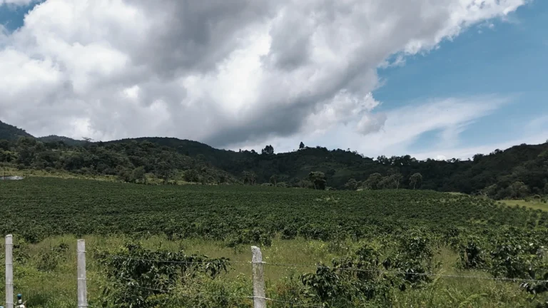 Cafetales en llano y en ladera bajo un cielo de nubes en el municipio Boconó, estado Trujillo (Venezuela)