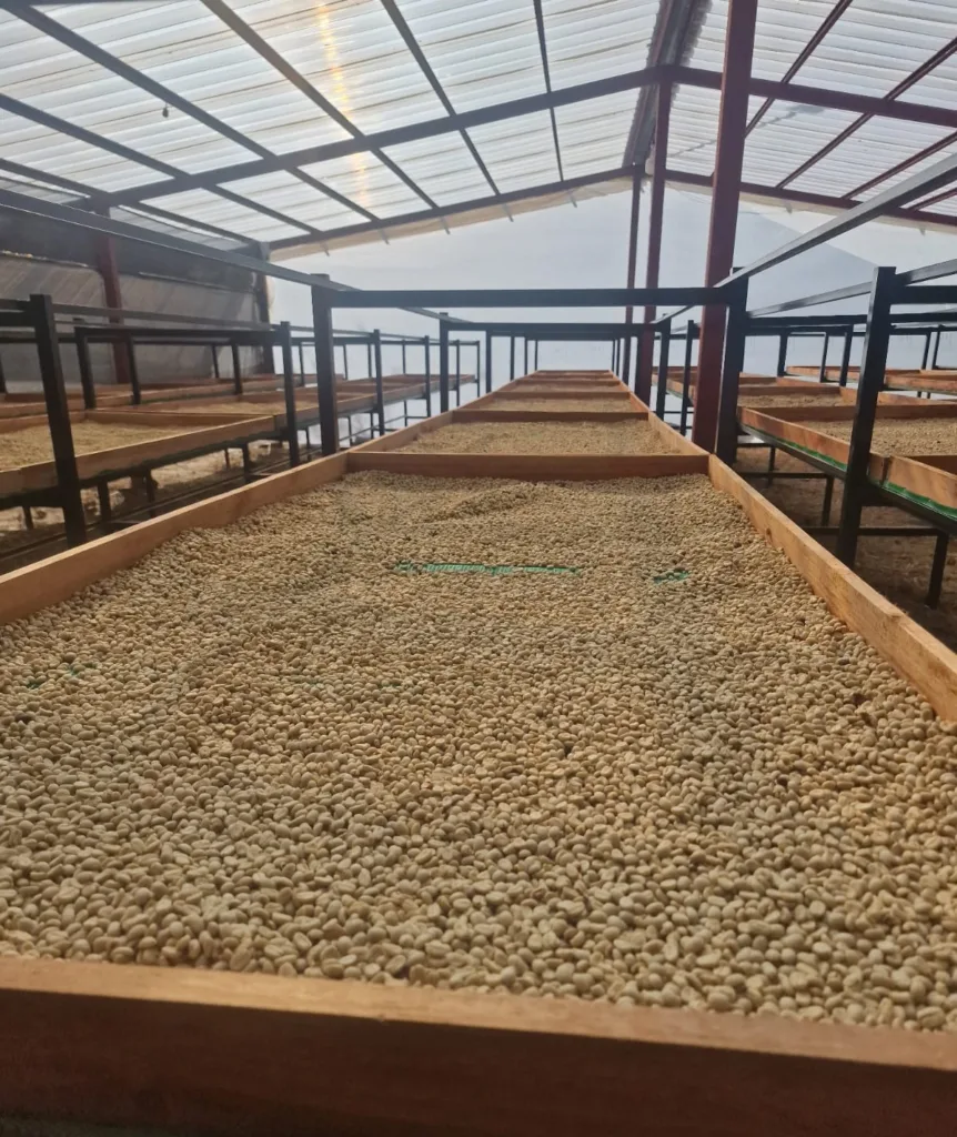 Café en pergamino secándose sobre camas elevadas bajo techo en Fundochamba, del que sale el café de Ecuador Quilanga lavado
