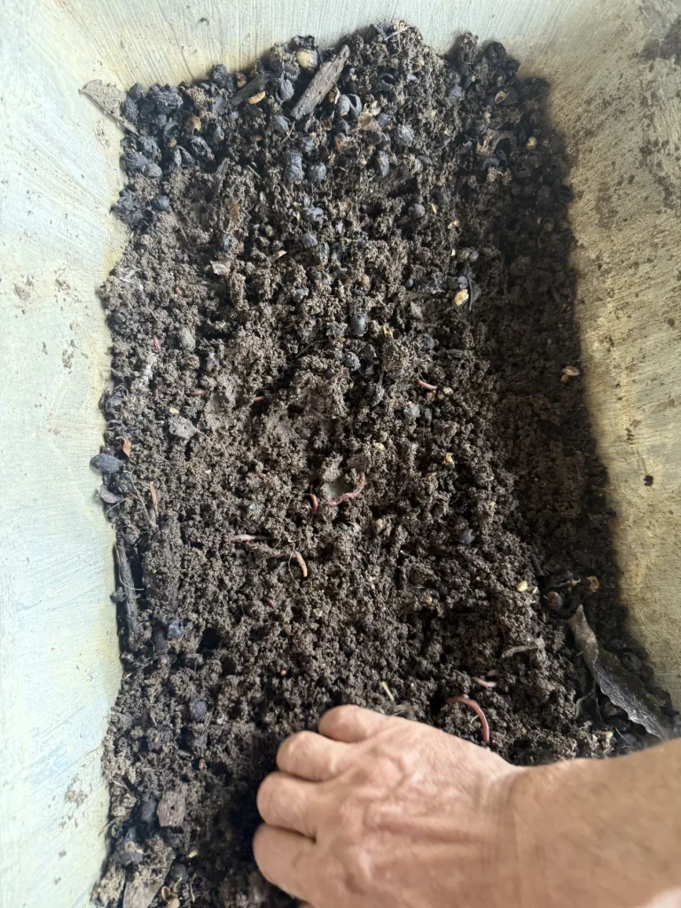 Mano removiendo el lecho de lombricompost, con pulpa de café en descomposición, en una finca de Zea, estado Mérida