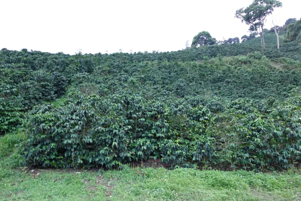 Ladera sembrada de cafetos en la finca de Cleiver Colmenarez, en Sanare (estado Lara, Venezuela)