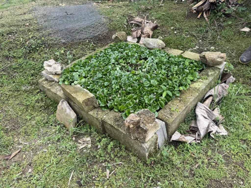 Germinador de obra lleno de plántulas de café en fase de chapola, en la finca de Palmarito, Zea, estado Mérida