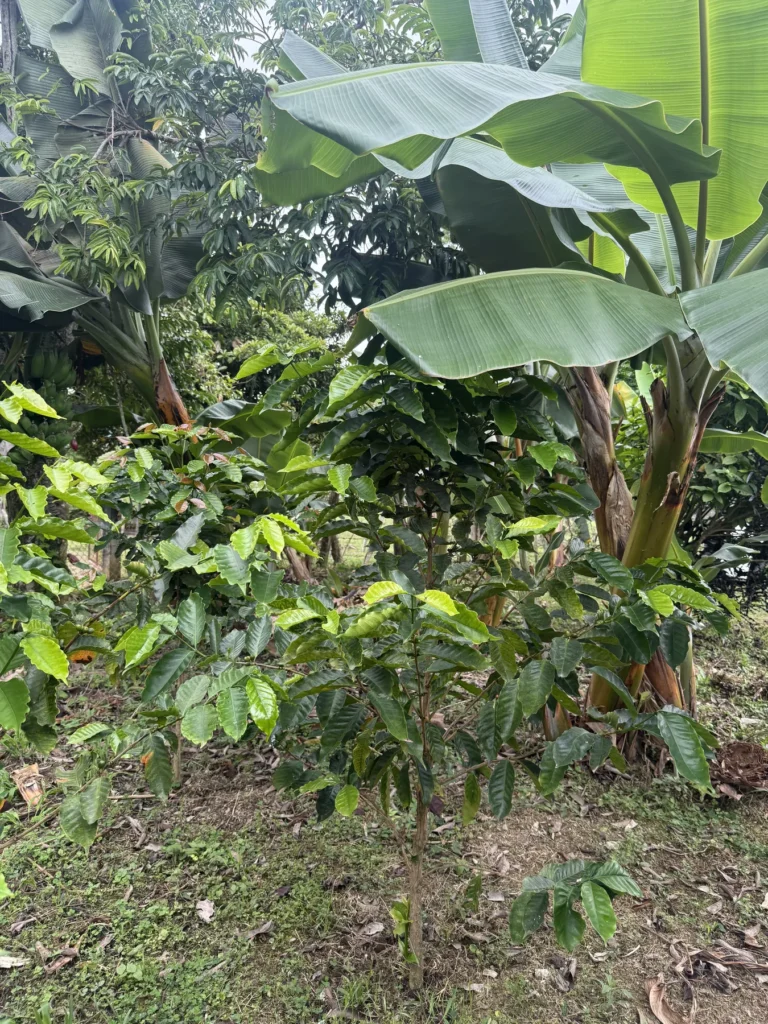 Cafetos creciendo bajo la sombra de plataneras y árboles en la finca La Mesa de Palmarito, en Zea (estado Mérida)