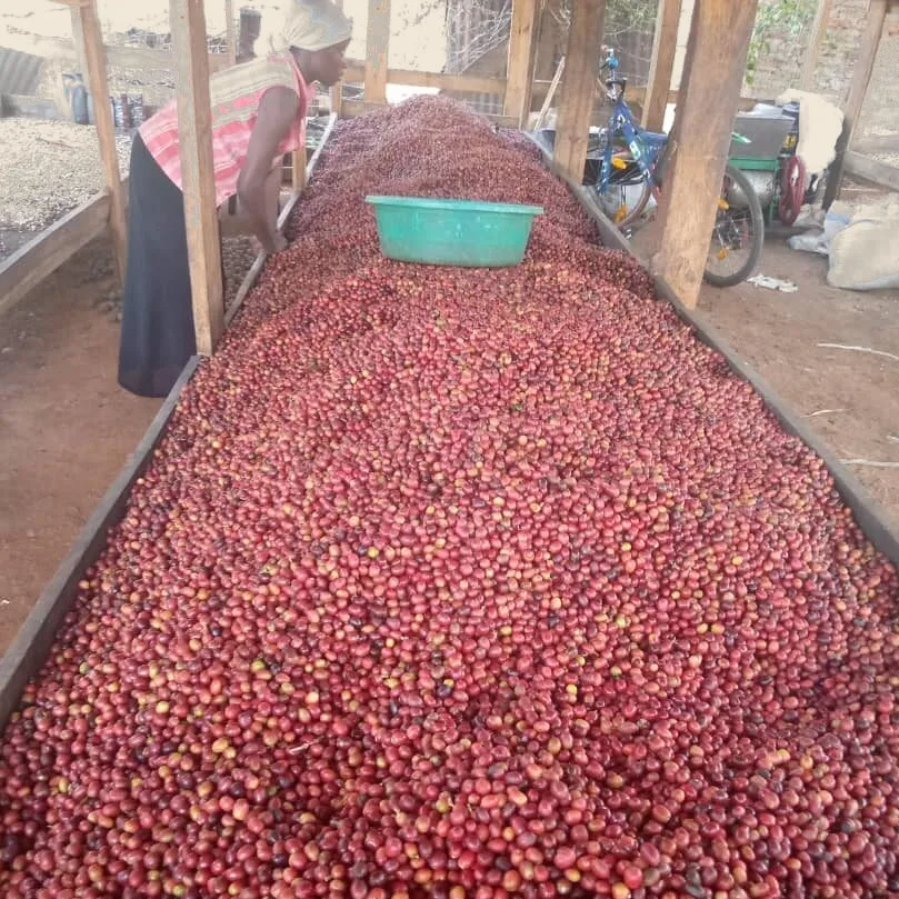 Cerezas de café secándose al sol sobre camas africanas durante el proceso natural en Uganda.