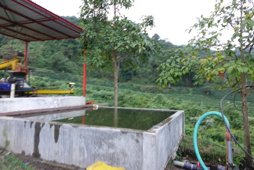 Tanques de fermentación de obra en el beneficio húmedo de una finca de Sanare, estado Lara