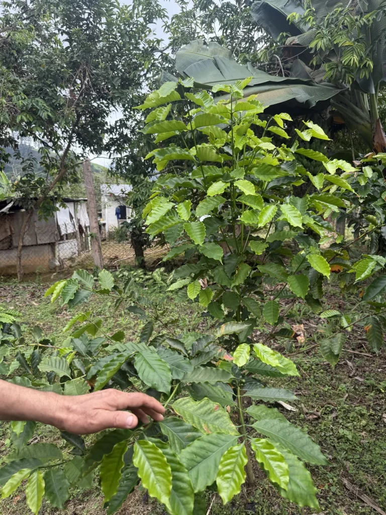 Planta joven de café bajo árboles de sombra en la finca La Mesa de Palmarito, en Zea, estado Mérida